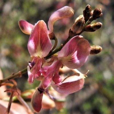 Indigofera adesmiifolia (Tick Indigo) at Gigerline Nature Reserve - 19 Sep 2021 by JohnBundock