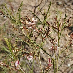Indigofera adesmiifolia at Tennent, ACT - 19 Sep 2021