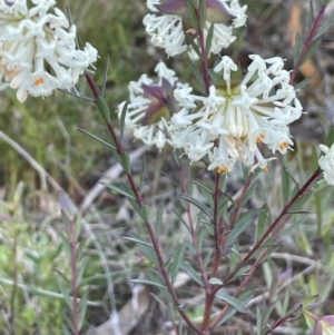 Pimelea glauca at Majura, ACT - 19 Sep 2021