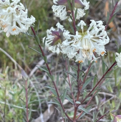 Pimelea glauca (Smooth Rice Flower) at Mount Ainslie - 19 Sep 2021 by JaneR