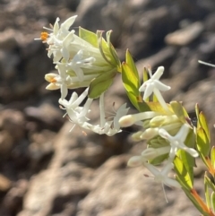 Pimelea linifolia (Slender Rice Flower) at Mount Ainslie - 19 Sep 2021 by JaneR