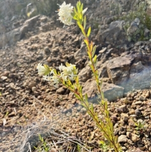 Pimelea linifolia at Majura, ACT - 19 Sep 2021