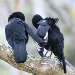 Corcorax melanorhamphos (White-winged Chough) at Majura, ACT - 10 Sep 2021 by jb2602