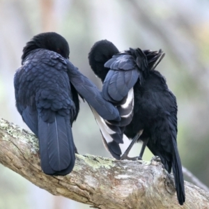 Corcorax melanorhamphos at Majura, ACT - 10 Sep 2021 09:54 AM