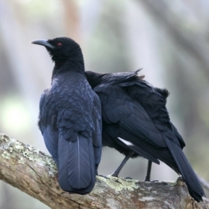 Corcorax melanorhamphos at Majura, ACT - 10 Sep 2021 09:54 AM