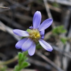 Vittadinia cuneata (Fuzzweed, New Holland Daisy) at Gigerline Nature Reserve - 19 Sep 2021 by JohnBundock