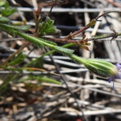 Vittadinia cuneata at Tennent, ACT - 19 Sep 2021