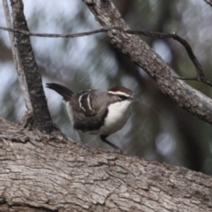 Pomatostomus ruficeps (Chestnut-crowned Babbler) at North Bourke, NSW - 30 Jun 2016 by drakes