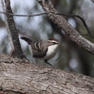 Pomatostomus ruficeps at North Bourke, NSW - 30 Jun 2016 02:48 PM