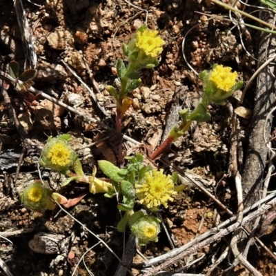 Triptilodiscus pygmaeus (Annual Daisy) at Gigerline Nature Reserve - 19 Sep 2021 by JohnBundock