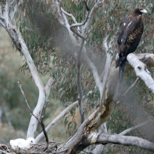 Aquila audax at Majura, ACT - suppressed