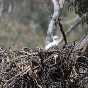 Aquila audax at Majura, ACT - suppressed