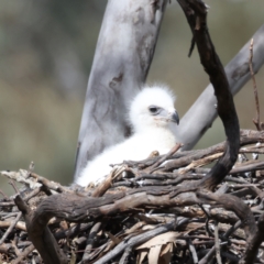 Aquila audax at Majura, ACT - suppressed