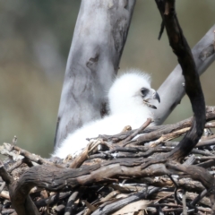 Aquila audax at Majura, ACT - suppressed