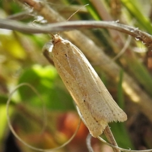 Fuscicepsana undescribed species at Tennent, ACT - 19 Sep 2021 03:00 PM