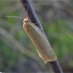 Fuscicepsana undescribed species at Tennent, ACT - 19 Sep 2021 03:00 PM