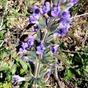 Salvia verbenaca var. verbenaca at Cook, ACT - 17 Sep 2021