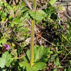 Salvia verbenaca var. verbenaca at Cook, ACT - 17 Sep 2021