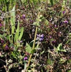 Salvia verbenaca var. verbenaca at Cook, ACT - 17 Sep 2021