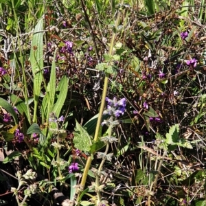 Salvia verbenaca var. verbenaca at Cook, ACT - 17 Sep 2021 09:17 AM