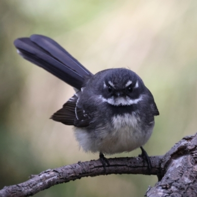 Rhipidura albiscapa (Grey Fantail) at Majura, ACT - 10 Sep 2021 by jb2602