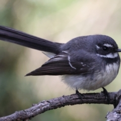 Rhipidura albiscapa at Majura, ACT - 10 Sep 2021 10:04 AM