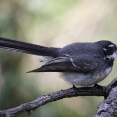 Rhipidura albiscapa at Majura, ACT - 10 Sep 2021 10:04 AM