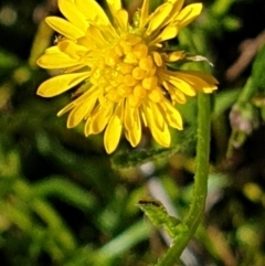 Calotis lappulacea (Yellow Burr Daisy) at Mount Painter - 16 Sep 2021 by drakes