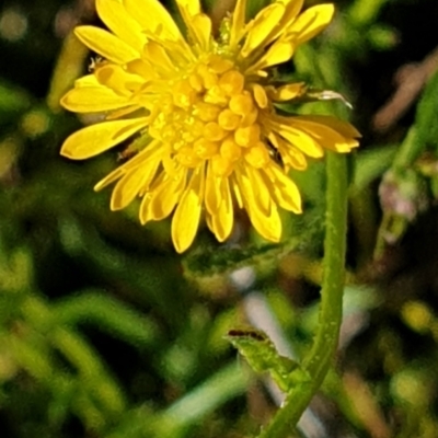 Calotis lappulacea (Yellow Burr Daisy) at Cook, ACT - 17 Sep 2021 by drakes