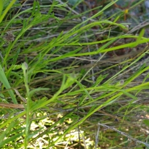 Calotis lappulacea at Cook, ACT - 17 Sep 2021 09:18 AM