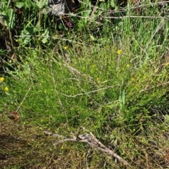 Calotis lappulacea at Cook, ACT - 17 Sep 2021