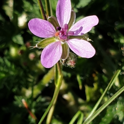 Erodium cicutarium (Common Storksbill, Common Crowfoot) at Cook, ACT - 17 Sep 2021 by drakes