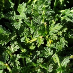 Erodium cicutarium at Cook, ACT - 17 Sep 2021