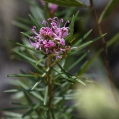 Grevillea sp. (Grevillea) at Wingecarribee Local Government Area - 19 Sep 2021 by Aussiegall