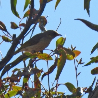 Ptilotula fusca (Fuscous Honeyeater) at Gilmore, ACT - 16 Sep 2021 by RodDeb