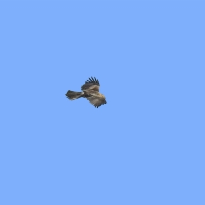 Hieraaetus morphnoides (Little Eagle) by RodDeb