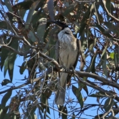 Philemon corniculatus (Noisy Friarbird) at Gilmore, ACT - 16 Sep 2021 by RodDeb