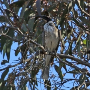 Philemon corniculatus at Gilmore, ACT - 16 Sep 2021 01:57 PM