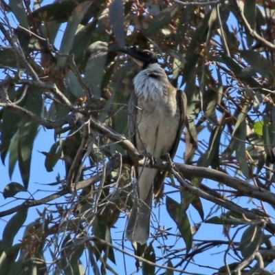 Philemon corniculatus (Noisy Friarbird) at Gilmore, ACT - 16 Sep 2021 by RodDeb