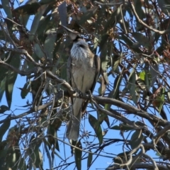 Philemon corniculatus at Gilmore, ACT - 16 Sep 2021 01:57 PM