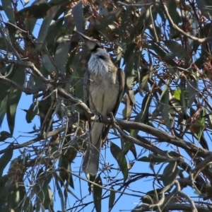 Philemon corniculatus at Gilmore, ACT - 16 Sep 2021 01:57 PM