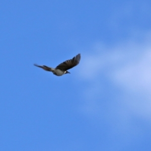 Philemon corniculatus at Gilmore, ACT - 16 Sep 2021