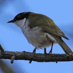 Melithreptus lunatus (White-naped Honeyeater) at Gilmore, ACT - 16 Sep 2021 by RodDeb