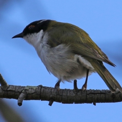 Melithreptus lunatus (White-naped Honeyeater) at Gilmore, ACT - 16 Sep 2021 by RodDeb