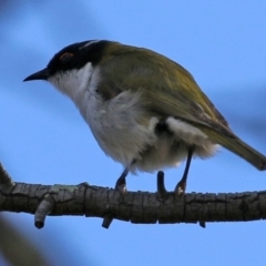 Melithreptus lunatus at Gilmore, ACT - 16 Sep 2021