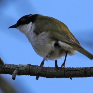 Melithreptus lunatus at Gilmore, ACT - 16 Sep 2021