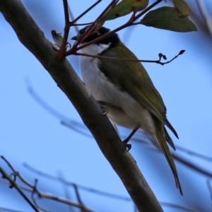 Melithreptus lunatus at Gilmore, ACT - 16 Sep 2021