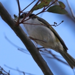 Melithreptus lunatus at Gilmore, ACT - 16 Sep 2021