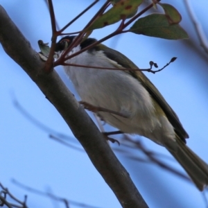 Melithreptus lunatus at Gilmore, ACT - 16 Sep 2021