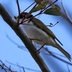 Melithreptus lunatus at Gilmore, ACT - 16 Sep 2021